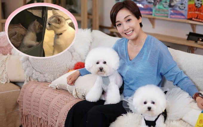 江美儀帶兩隻愛犬拍廣告，期待下次見埋兩隻貓貓。