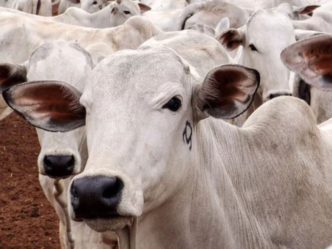巴西爆發瘋牛症宣布暫停對中國輸出牛肉。 （網圖）