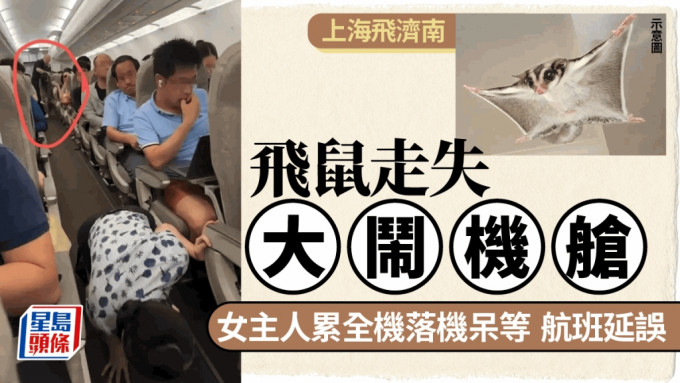 上海虹桥｜「偷渡」仓鼠逃脱大闹机舱 女主人累旅客落机被行政拘留