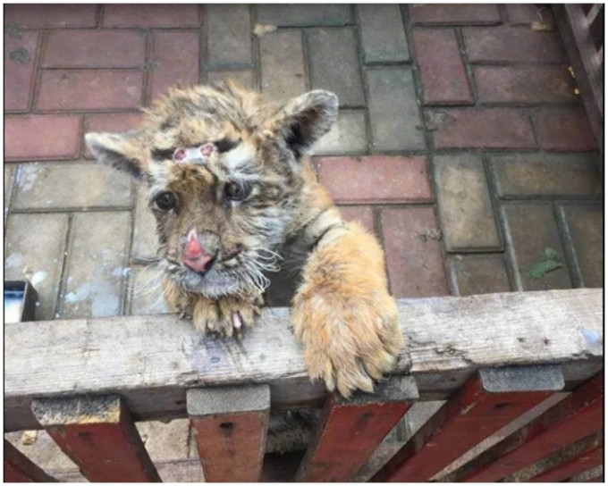小虎額頭和鼻子受傷惹起「被虐待」疑雲。網上圖片