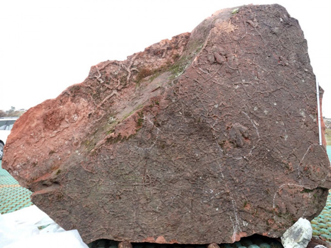 化石早在2006年維修道路時發現，2020年被貴州省地質博物館納入館藏。網上圖片