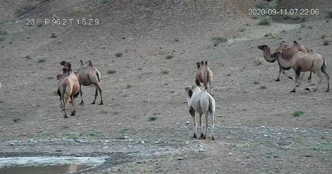 甘肅保護區出現一隻白化野生駱駝。 網圖