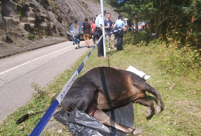救援人員將牛屍拖上路面。