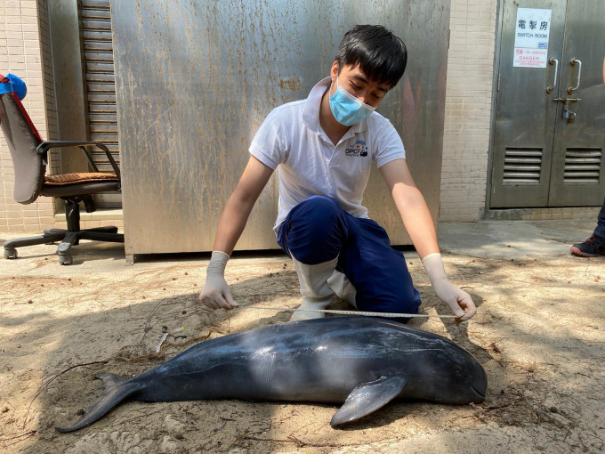 屍體屬中度腐爛。海洋公園保育基金圖片