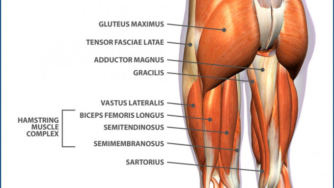 Hamstrings是下肢大腿後面的膕繩肌。網上圖片