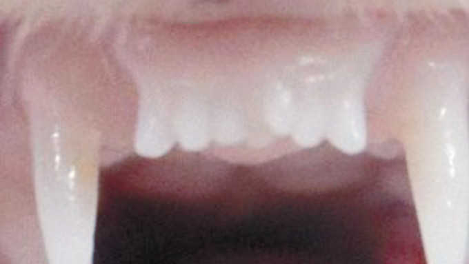 製藥公司在雪貂身上試驗「長牙藥」，促使長出新牙齒（圖中間）。