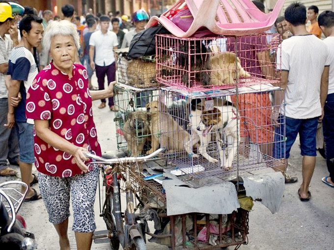 广西玉林狗肉节于今日开始，举行10日。美联社图片
