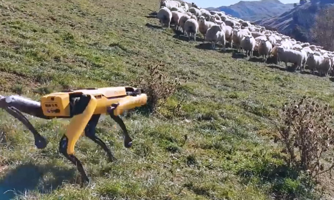 機械狗協助牧羊。 網上影片截圖