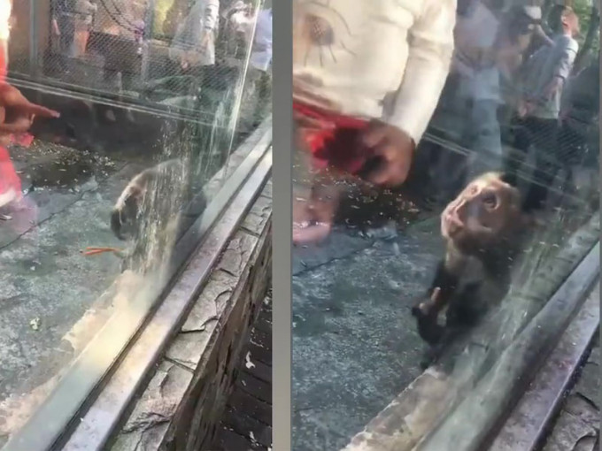 有遊客往猴子籠裡扔辣條，一隻小猴子抓起來吃了，被辣得崩潰。（網圖）