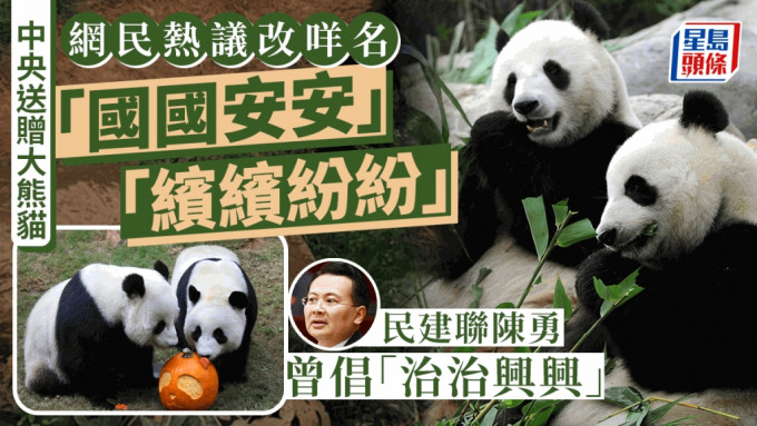 七一︱中央送贈一對大熊貓 網民熱議改咩名 當年點解叫「盈盈、樂樂」？