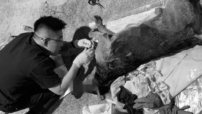 浪浪送行者指，由年三十晚至年初四下午，本港有逾40只流浪猫狗被烟花巨响吓至冲出马路被车撞毙。浪浪送行者Ig图片