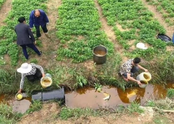 村民紛紛湧到農田爭搶洩漏的菜籽油。（網圖）