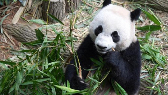 新加坡出生大熊猫叻叻（LeLe），今启程回国。 羊城晚报