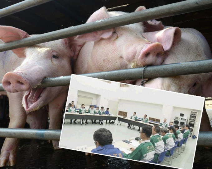 埼玉县一间养猪场亦爆发典型猪瘟当局召开紧急会议。网图/NHK
