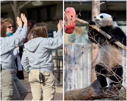  華盛頓國家動物園的職員都表現得依依不捨，不停向裝在箱內的「寶寶」揮手道別。