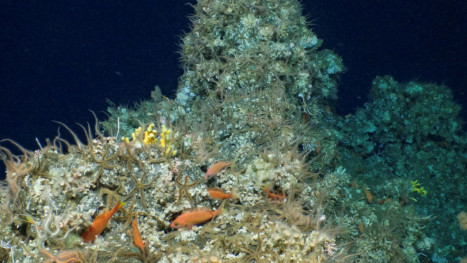 科学家在厄瓜多尔海床发现新品种珊瑚礁。(路透社)