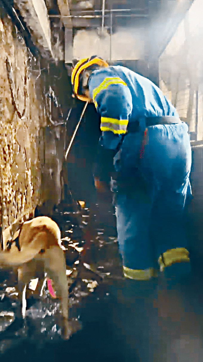 消防出动调查犬进入华丰大厦火场协助蒐证。