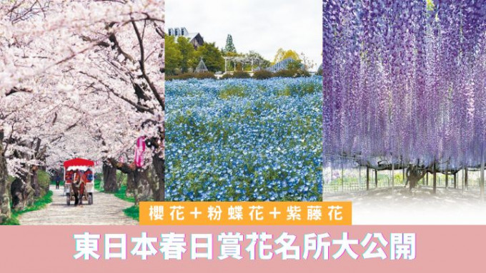春回大地，在東日本地區便可接連賞到櫻花、粉蝶花及紫藤花的美景。