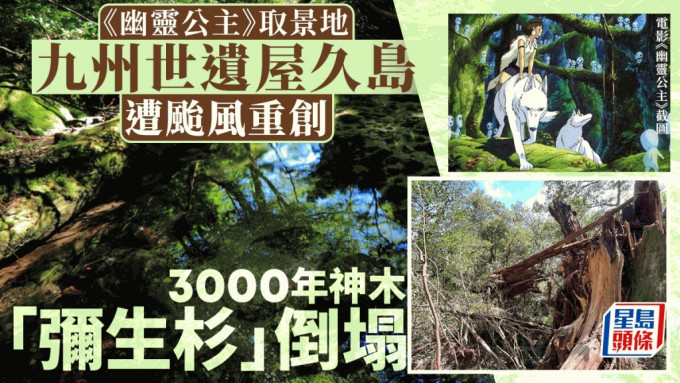 屋久島3000年樹齡的彌生杉倒塌。