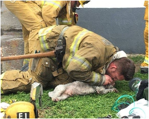 消防花20分鐘努力，終於救回狗狗一命。網圖