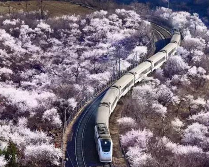 居庸關「花海列車」美景，每日吸引過百人闖路軌拍照。網上圖片