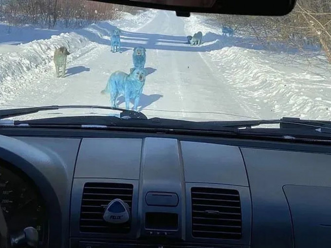 俄羅斯廢棄化工廠附近發現藍色流浪狗。(網圖)