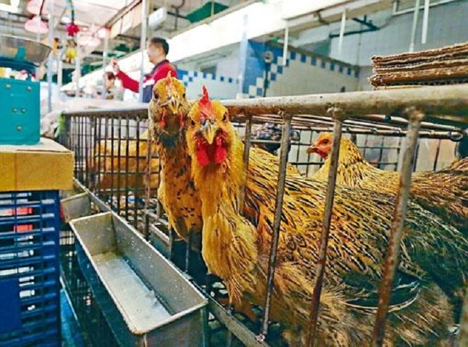 業界預料，長沙灣臨時家禽批發市場搬遷，每隻雞貴約2元。