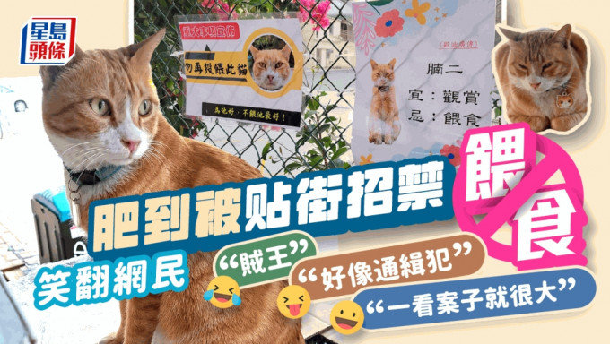 「勿再投喂此猫」街招抢眼，网民爆笑：猫店长像重案贼王。