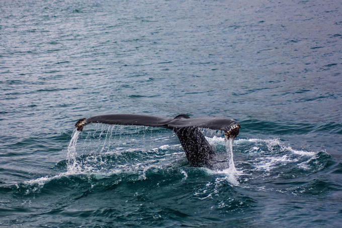 澳洲一名女游客玩浮潜被鲸鱼尾部击中受重伤。 Unsplash图片/示意图