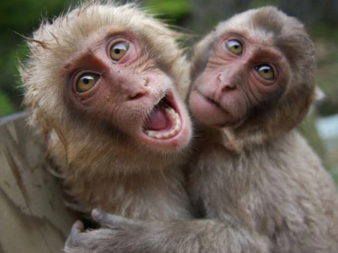 印度的猴子近期涉及多案襲擊人類的事件。網上圖片