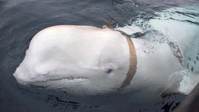 白鯨現蹤瑞典外海，疑受過俄羅斯訓練。路透圖