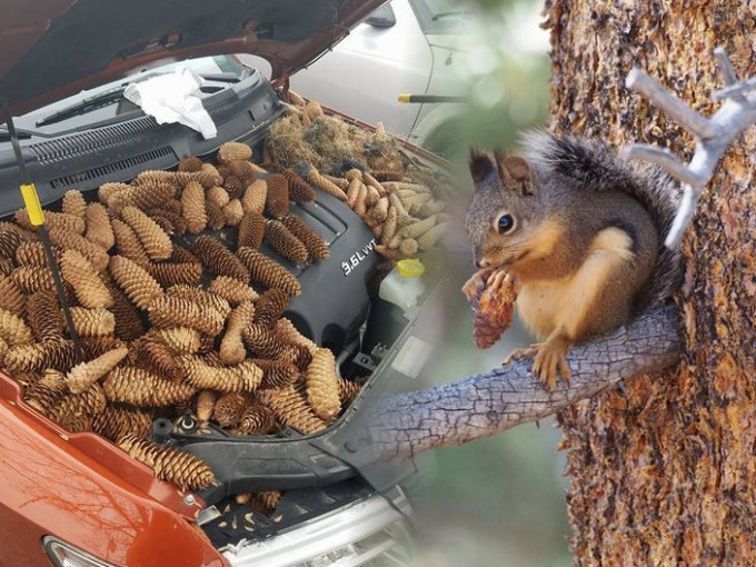 有私家车车头变成「松果仓库」，被松鼠收藏了50磅重的松果。