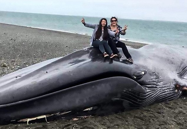 蓝鲸搁浅，游客竟爬上尸身拍照。（网图）