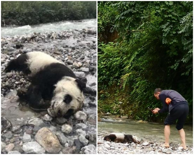 大熊猫幼崽疑溺毙后被洪水冲至河岸浅滩处。网图