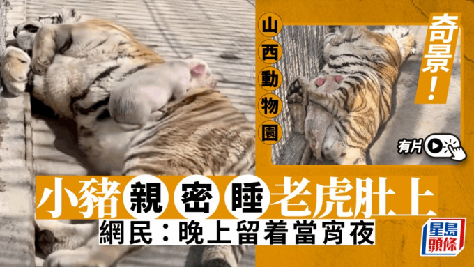 小猪把老虎肚子当床，睡得好安心。