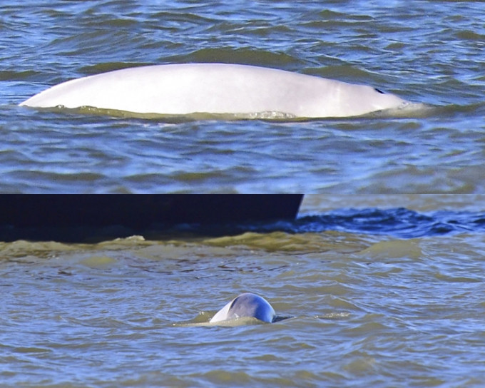 白鯨突然現身泰晤士河，創下野生白鯨出現在地球最南端的紀錄。AP