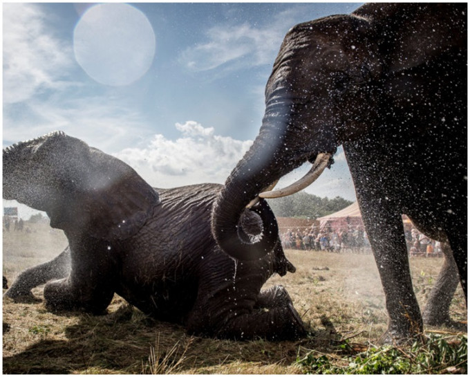 丹麥政府斥資1270萬購買4頭馬戲團大象,助其安享晚年。AP
