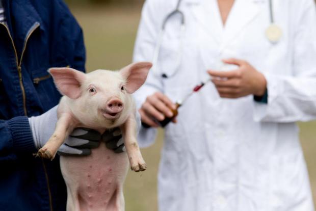 巴西尝试用基因编辑技术培育「供体猪」 。