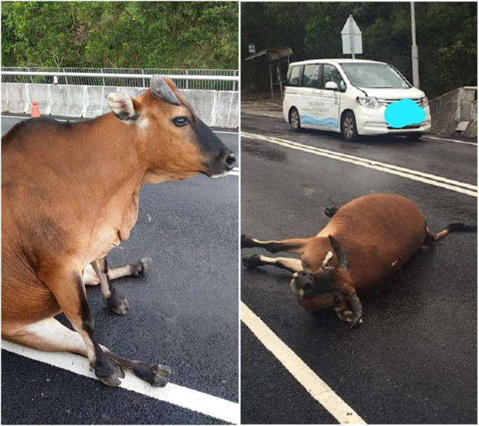 大嶼山私家車撞倒一隻橫過馬路的黃牛 。