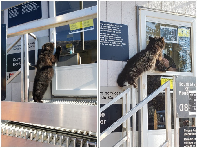 小熊企在扶手欄杆上與裡面的職員對峙。twitter