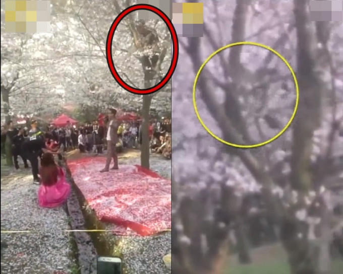 民间歌手在树下唱歌，工作人员爬树制造「樱花雨」。网图