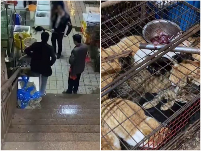 湖南永州市场被揭卖现宰活猫。