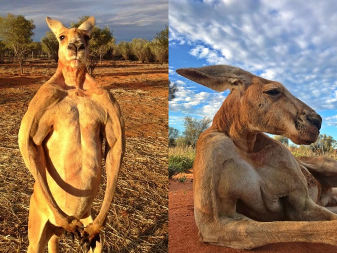 袋鼠Roger日前离世，终年12岁。The Kangaroo Sanctuary Alice Springs fb图片