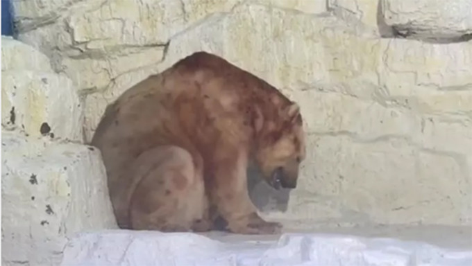 大連遊客驚見北極熊變色而且正在喘氣，擔心牠是否生病。