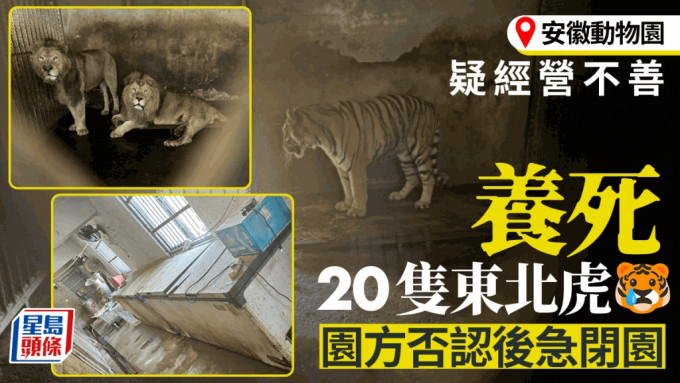 老虎炼狱︱安徽动物园疑经营不善 20东北虎死亡