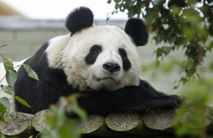 旅英大熊猫「甜甜」。AP资料图片