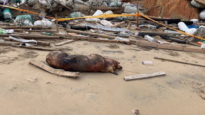 台灣當局相信死豬由大陸漂去。網上圖片