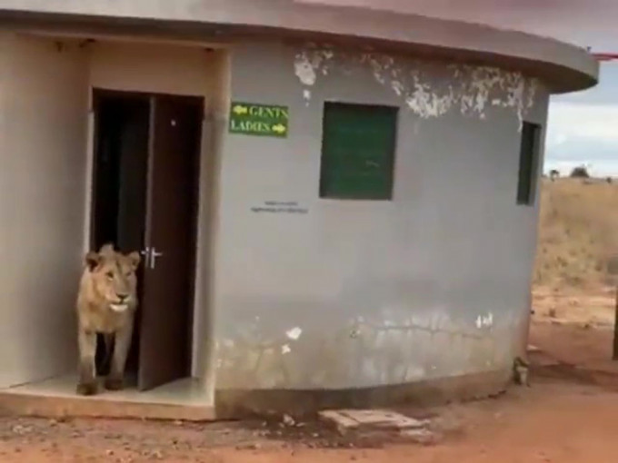 「公厕走出一只狮子」影片疯传。