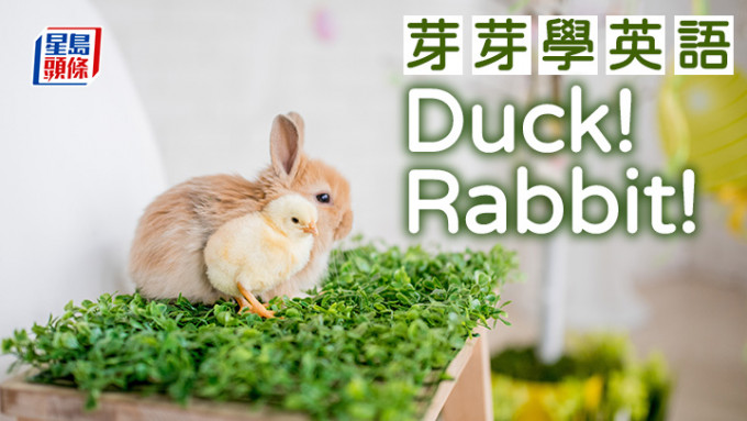 陈东红 - Duck! Rabbit!｜芽芽学英语