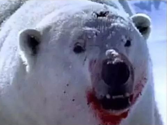 北極熊襲人，父親為救孩子喪生。（網圖）